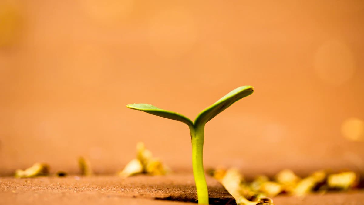 Illustration for FAQ: how does growth plan differ from starter plan